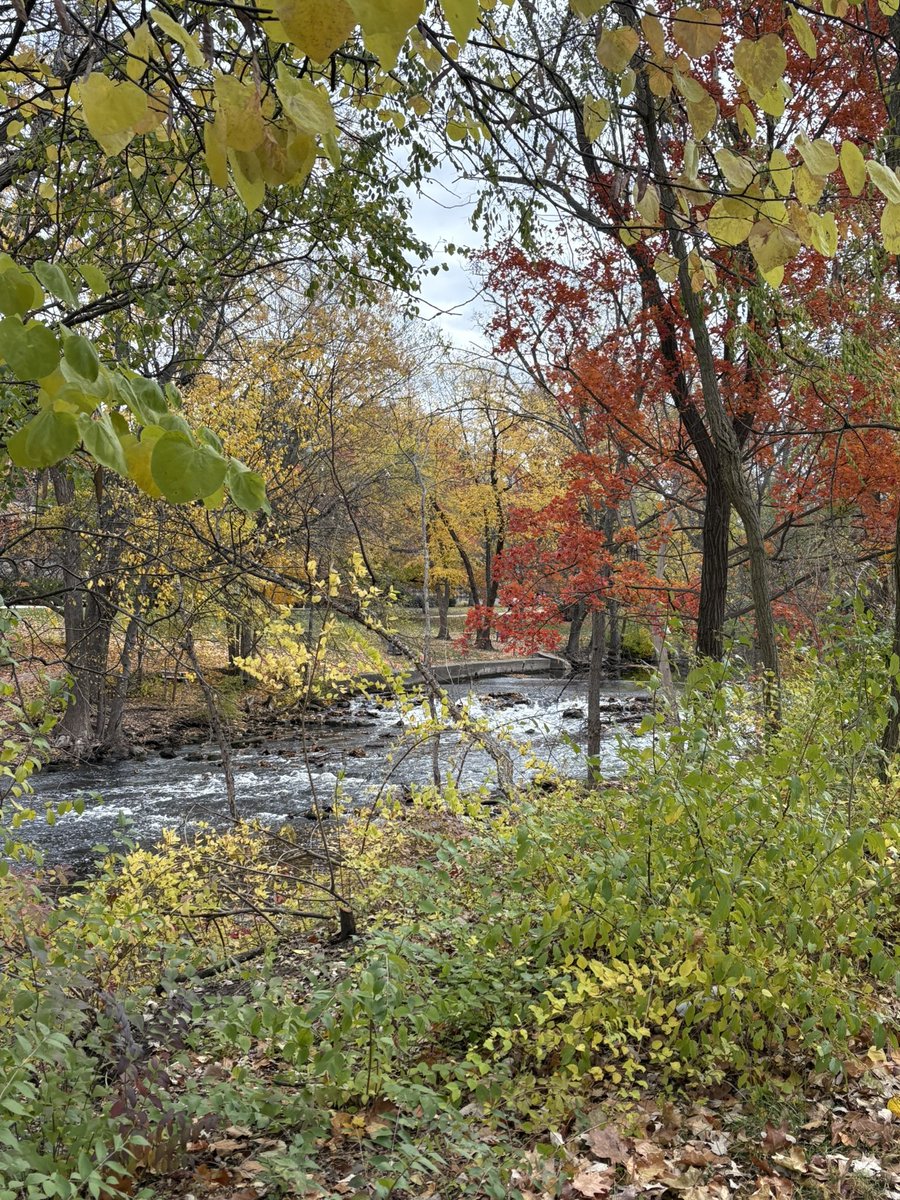 kle052789's tweet image. First headband and gloves run of the season, and of course there’s some kid on campus in shorts and a tshirt! #fallrunning #runMichigan #optoutside #becauseican