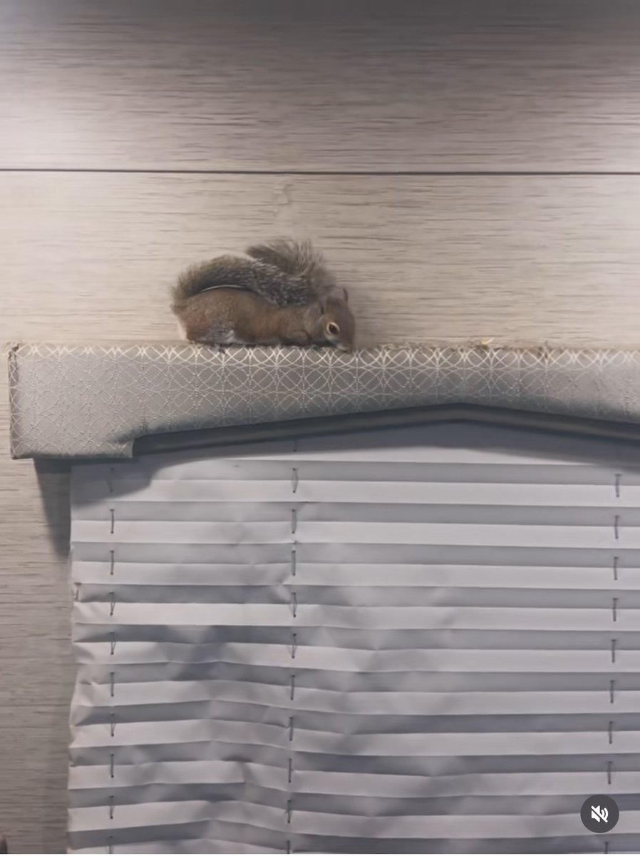 TWIGGY The Squirrel | FAN Page tweet media