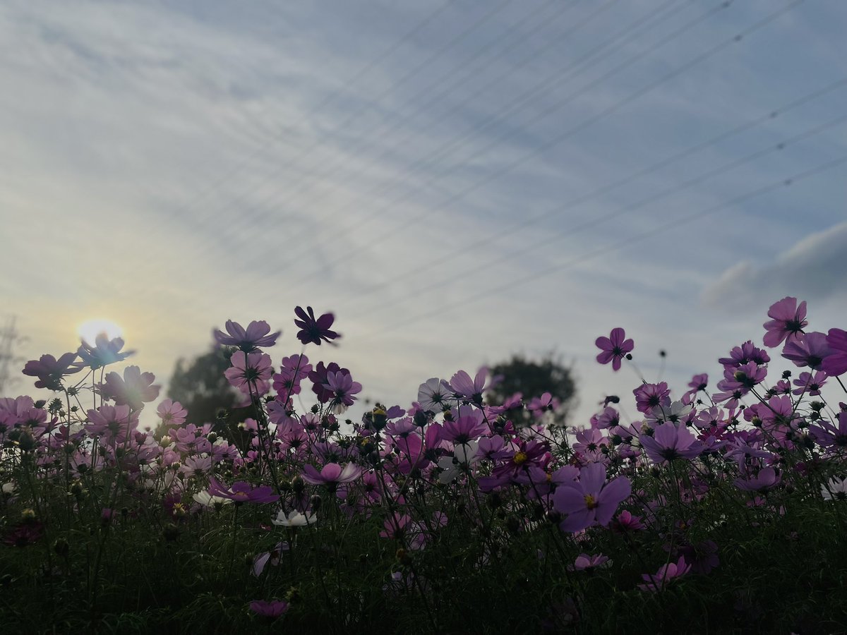 今日公園行ったらコスモスがとってもきれいだった
夕焼けも好きだけど秋の、
陽が落ち始める少し前の時間が大好き