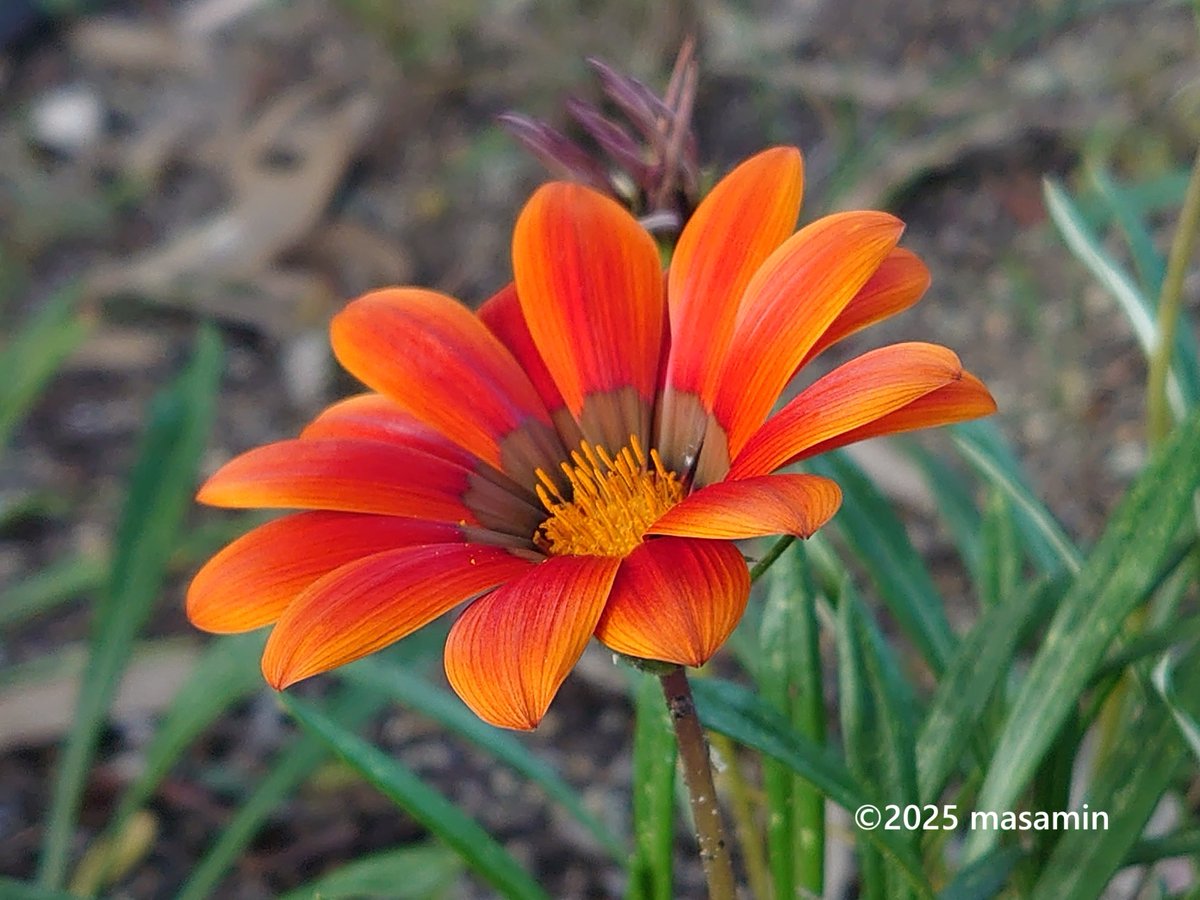 masamin（まさみん） (@MasaMiyatakun) / Posts / X