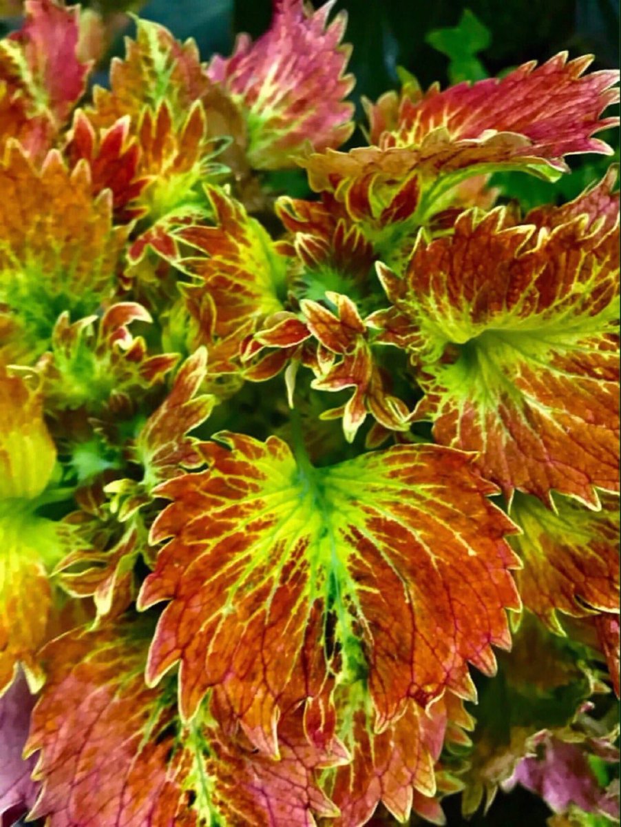 GGoodtaste's tweet image. The most important thing 
in the world is family
 and love - #JohnWooden - Coach
How are you expressing this today?
#SaturdayThoughts #SaturdayMotivations #FallColors #photography