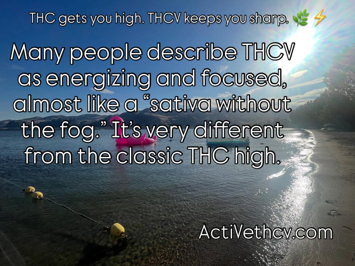 Activethcv's tweet image. THCV won’t get you high — it gets you moving, sharp, and unstoppable. No buzz, just results. ⚡ #THCV #FunctionalGummies