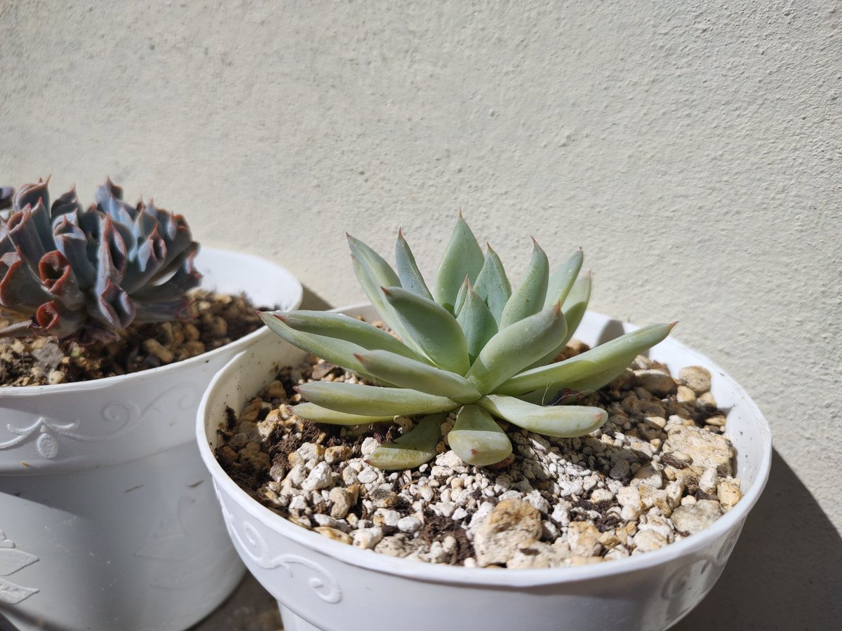 Colorata x cuspidata