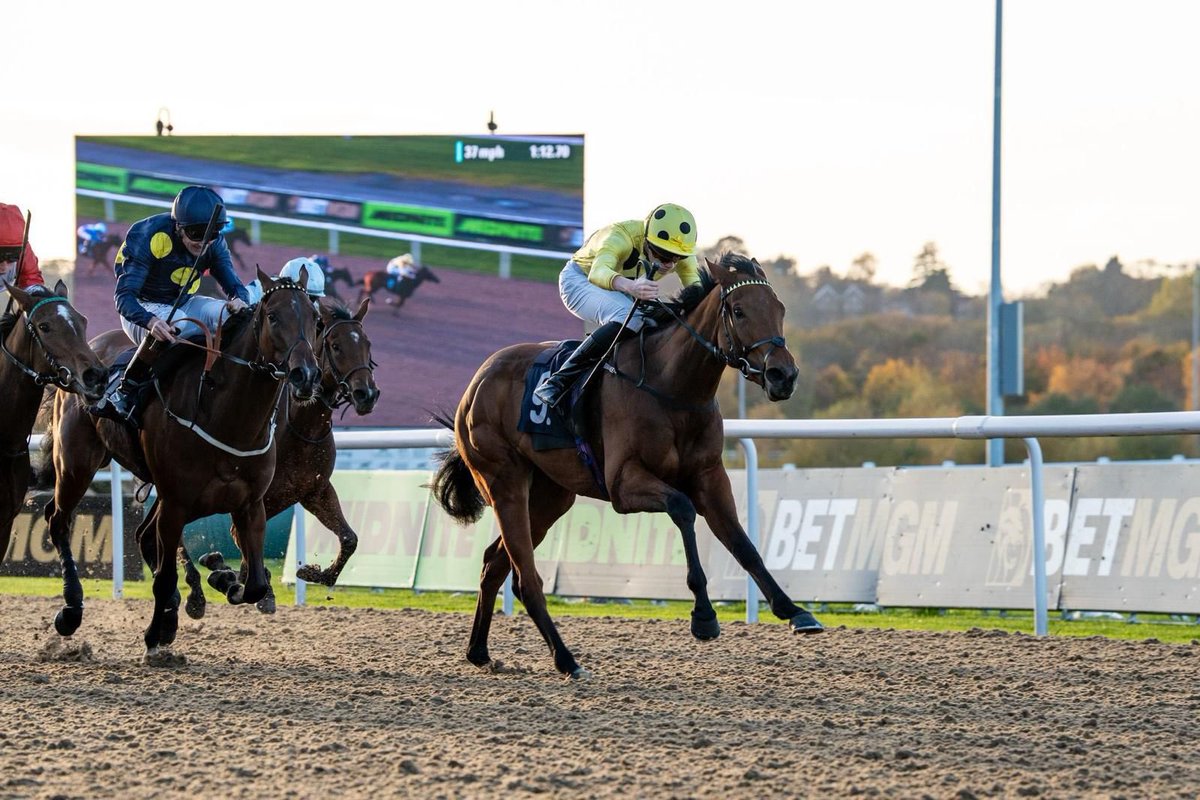 ZIGHY got off the mark <a href="/WolvesRaces/">Wolverhampton Races</a> under <a href="/_jackcallan_/">Jack Callan</a> - well done to Sheikh Mohammed Obaid Al Maktoum