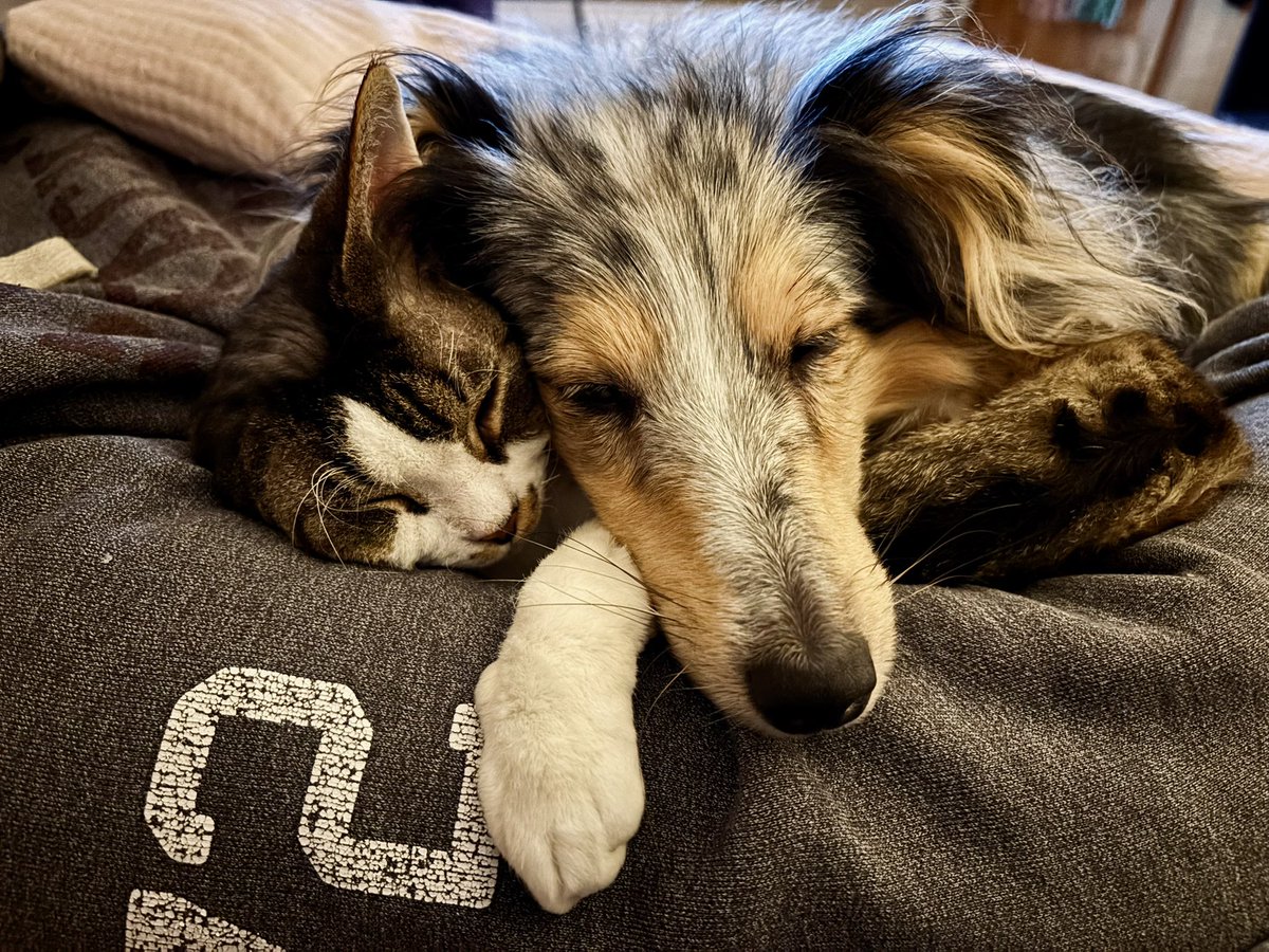 Je meurs, elles sont beaucoup trop mims 😍😍