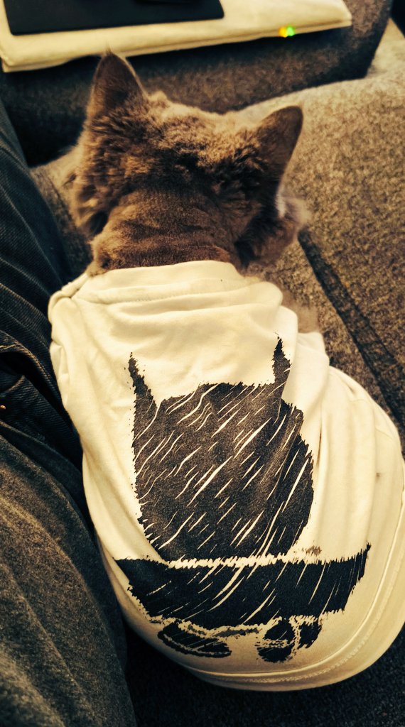 Kedi diye aldık Batman çıktı aq. Dosta korku düşmana güven🦇