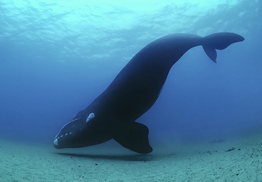 ChuckTownDaily's tweet image. Boaters be on the lookout for right whales off North Carolina, South Carolina and Georgia ahead of season - Charleston Daily - bit.ly/47Umw5A

#Whales #atlanticocean #Oceanlife #CharlestonDaily