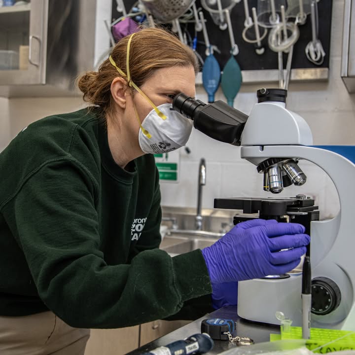 TheTorontoZoo's tweet image. It’s #NationalSTEMDay 🔬

National STEM Day reminds us that discovery starts with a question. Learn more about your Zoo's five cores sciences and how they support the 3,000 animals in our care  ⬇️
bit.ly/3JSlIWC