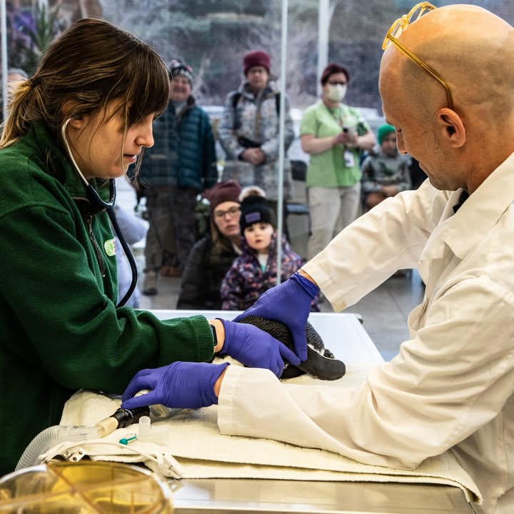 TheTorontoZoo's tweet image. It’s #NationalSTEMDay 🔬

National STEM Day reminds us that discovery starts with a question. Learn more about your Zoo's five cores sciences and how they support the 3,000 animals in our care  ⬇️
bit.ly/3JSlIWC