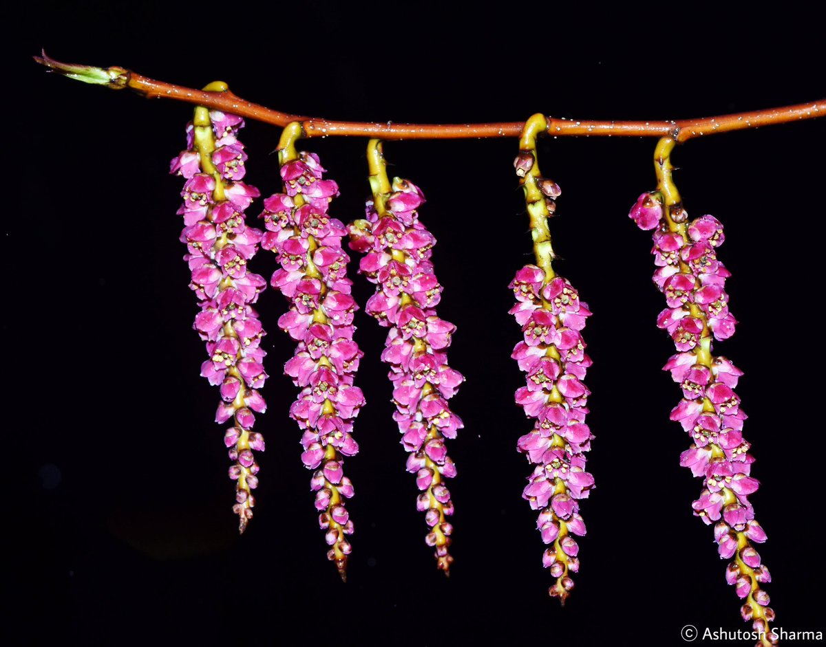 Ashutosh_05sn's tweet photo. Stachyurus himalaicus

A shrub from genus #Stachyurus, the only genus in the family #Stachyuraceae
This spring blooming sp. produces purple (yellow) inflorescences in hanging spikes

From Shiyomi district, Arunachal

#Flora #Botany #Plants #eFlora  #Biodiversity #species #FRLH https://t.co/Z2EHQrNQGE