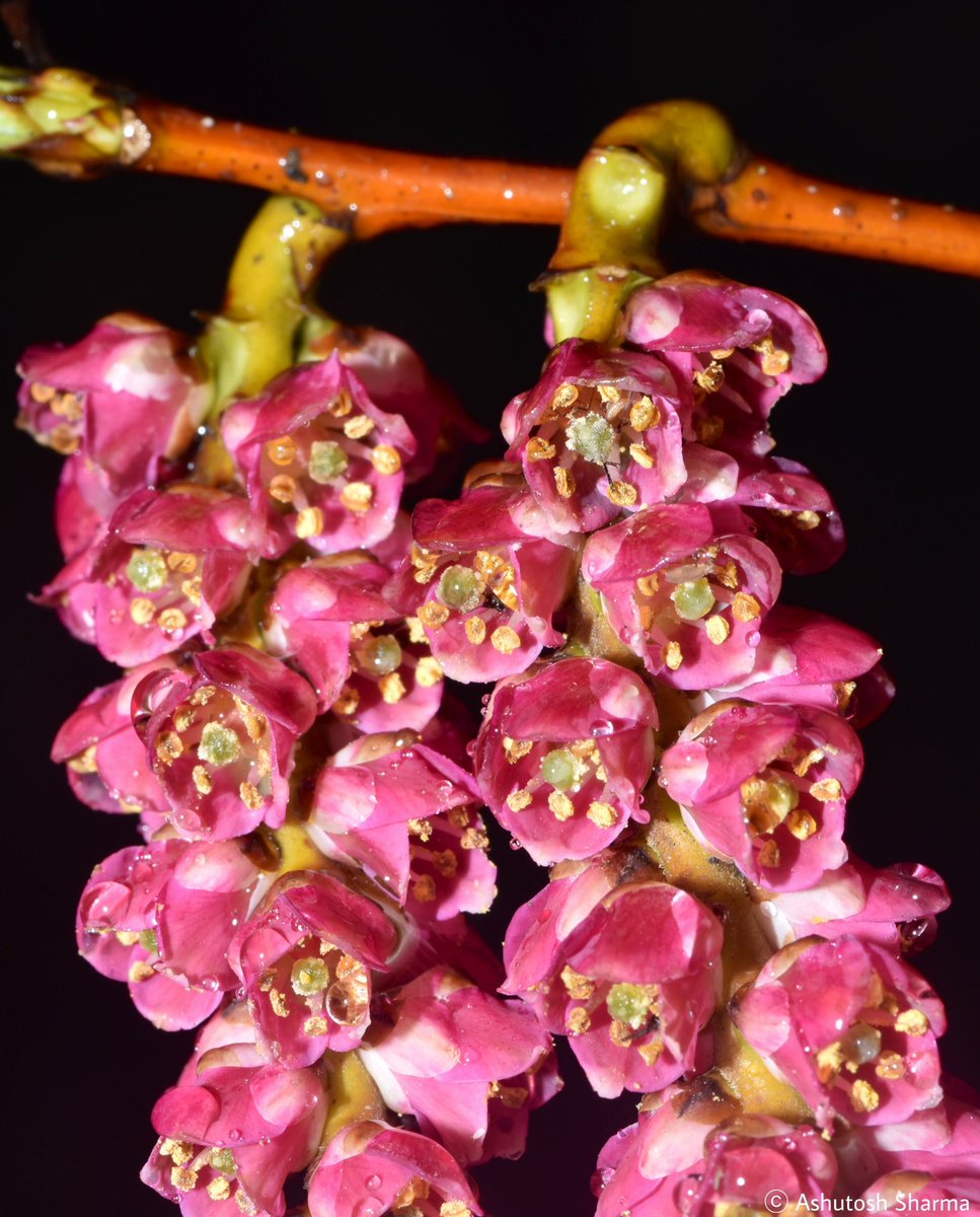 Ashutosh_05sn's tweet photo. Stachyurus himalaicus

A shrub from genus #Stachyurus, the only genus in the family #Stachyuraceae
This spring blooming sp. produces purple (yellow) inflorescences in hanging spikes

From Shiyomi district, Arunachal

#Flora #Botany #Plants #eFlora  #Biodiversity #species #FRLH https://t.co/Z2EHQrNQGE