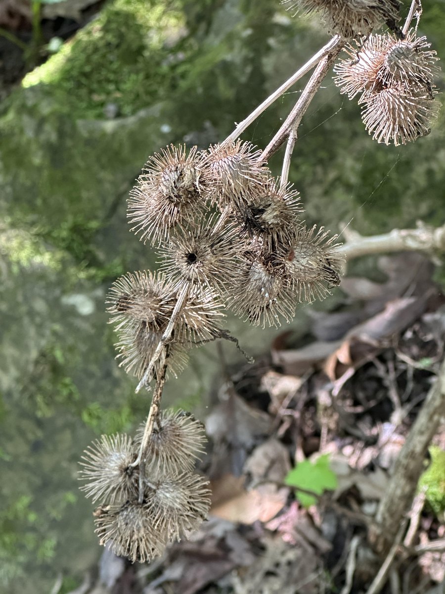 WDCGardener's tweet image. How to Deal with Burdock Weed in the November 2025 issue of Washington Gardener Magazine. See washingtongardener.blogspot.com/2025/11/novemb… 
#gardendc #gardening #weeds