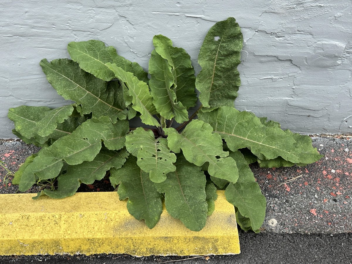 WDCGardener's tweet image. How to Deal with Burdock Weed in the November 2025 issue of Washington Gardener Magazine. See washingtongardener.blogspot.com/2025/11/novemb… 
#gardendc #gardening #weeds