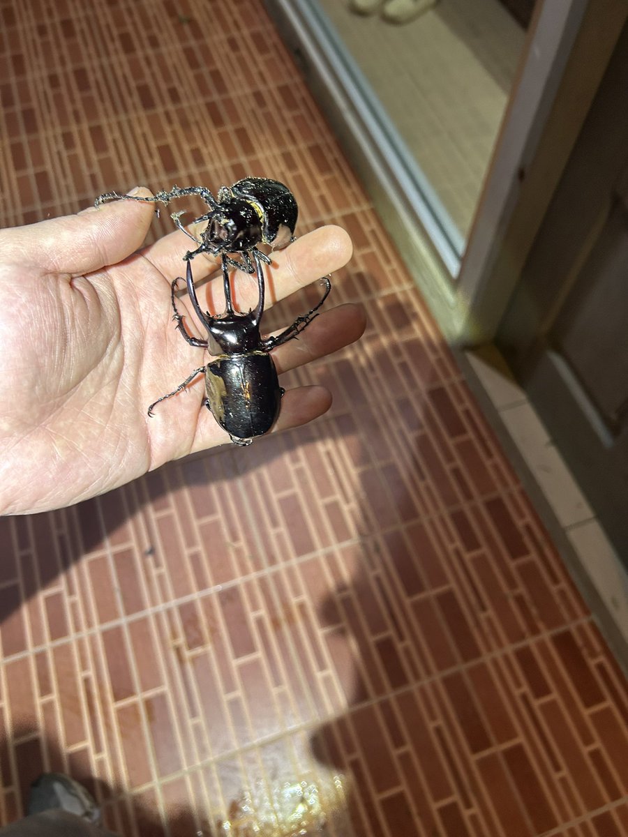 jiin hwang tweet media