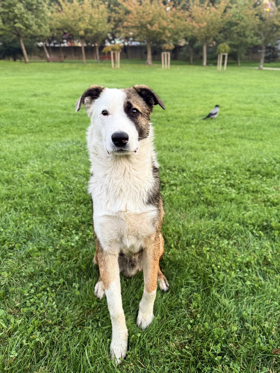ecevonaz's tweet photo. size inanılmaz tatlı bir şey getirdim 🥹 yaklaşık 6-7 aylık border collie mix bir oğlan. inanılmaz iyi huylu, tam sevgi pıtırcığı 🤍 2 hafta önce terk edilmiş ve 2 haftadır veteriner kliniğinin önünde yatıyor. diğer köpekler havlayınca bile çok korkup nereye kaçacağını şaşırıyor.

topu çok seviyor ama nasıl oynayacağını bile bilmiyor… tam sokaktan kapıp eve götürmelik ve bir sürü oyuncak alıp onları keşfetmesini keyifle izlemelik bu kuzuyu kim ister? 🫶🏻 istanbul.