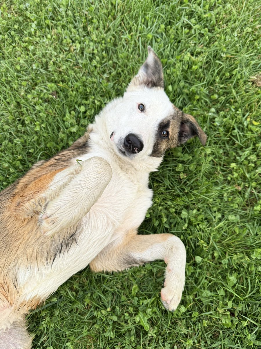ecevonaz's tweet photo. size inanılmaz tatlı bir şey getirdim 🥹 yaklaşık 6-7 aylık border collie mix bir oğlan. inanılmaz iyi huylu, tam sevgi pıtırcığı 🤍 2 hafta önce terk edilmiş ve 2 haftadır veteriner kliniğinin önünde yatıyor. diğer köpekler havlayınca bile çok korkup nereye kaçacağını şaşırıyor.

topu çok seviyor ama nasıl oynayacağını bile bilmiyor… tam sokaktan kapıp eve götürmelik ve bir sürü oyuncak alıp onları keşfetmesini keyifle izlemelik bu kuzuyu kim ister? 🫶🏻 istanbul.