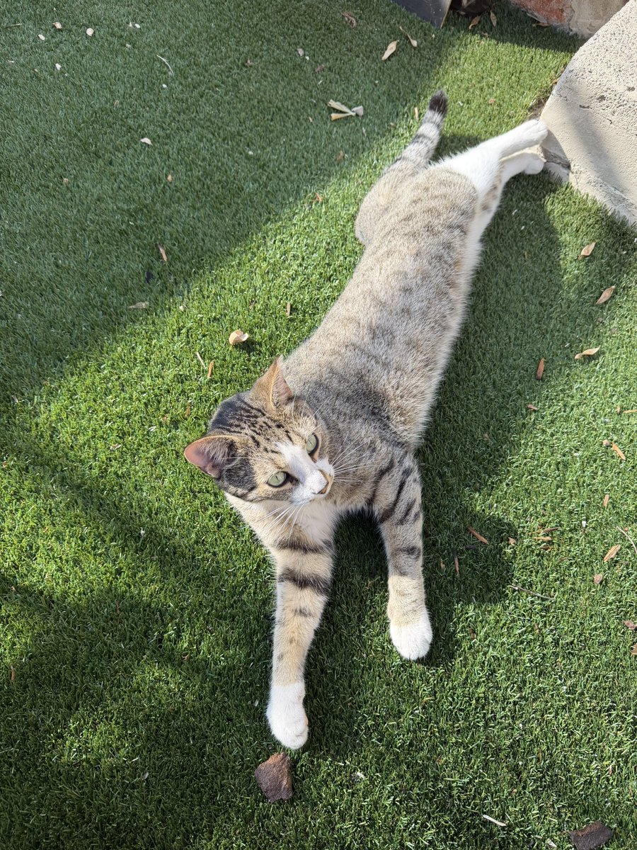 i think we got a new extremely affectionate backyard buddy