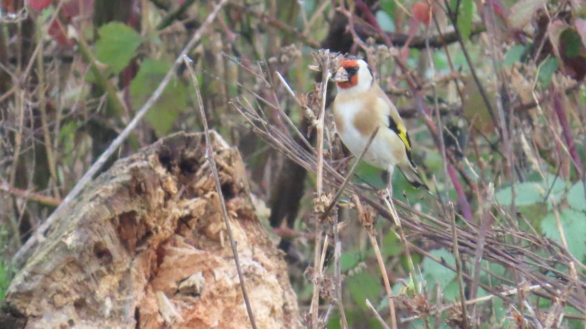 MvStuijvenberg1's tweet image. Op #ZomaarEenZaterdagMorgen een zwerm #Putter-s zien is wel lekker hoor.