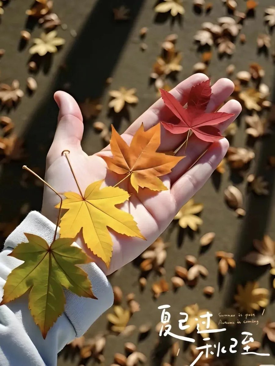 YangYi5323's tweet photo. 秋，是个奇妙的季节，漫山的树叶蓄满了夏日的光，在秋天里正上演着绚烂多彩的服装秀。 https://t.co/OM16zImHGR