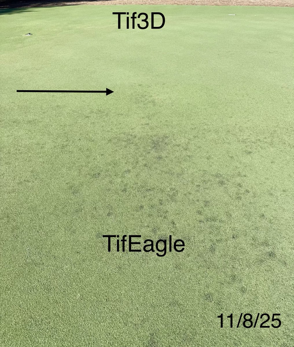 Tif3D is Dark, DENSE and Durable! The Density of Tif3D is superior to TifEagle, which is evident by the algae outbreak on the TifEagle half of our 6-year old research green at #oldefloridagolfclub Less dense/open canopy = increased algae potential