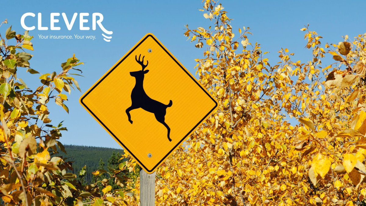 InsuranceClever's tweet photo. It’s deer season! As you travel along highways and rural roads stay alert and keep watch for deer. This time of year, deer activity increases significantly. Reduce driving speed, use your brights, and drive with caution. 🚧 https://t.co/1La66UEynn