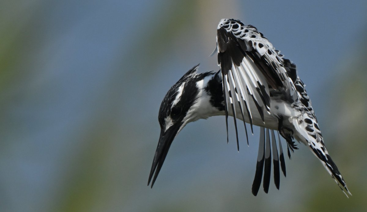 Howard King tweet media