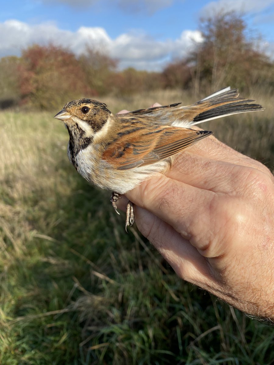 A good morning with both trainees processing 37 birds of 13 species the highlights seeing one ring her 1st Sparrowhawk and the other starting to extract - a joy to see how well they’re doing! #londonbirds