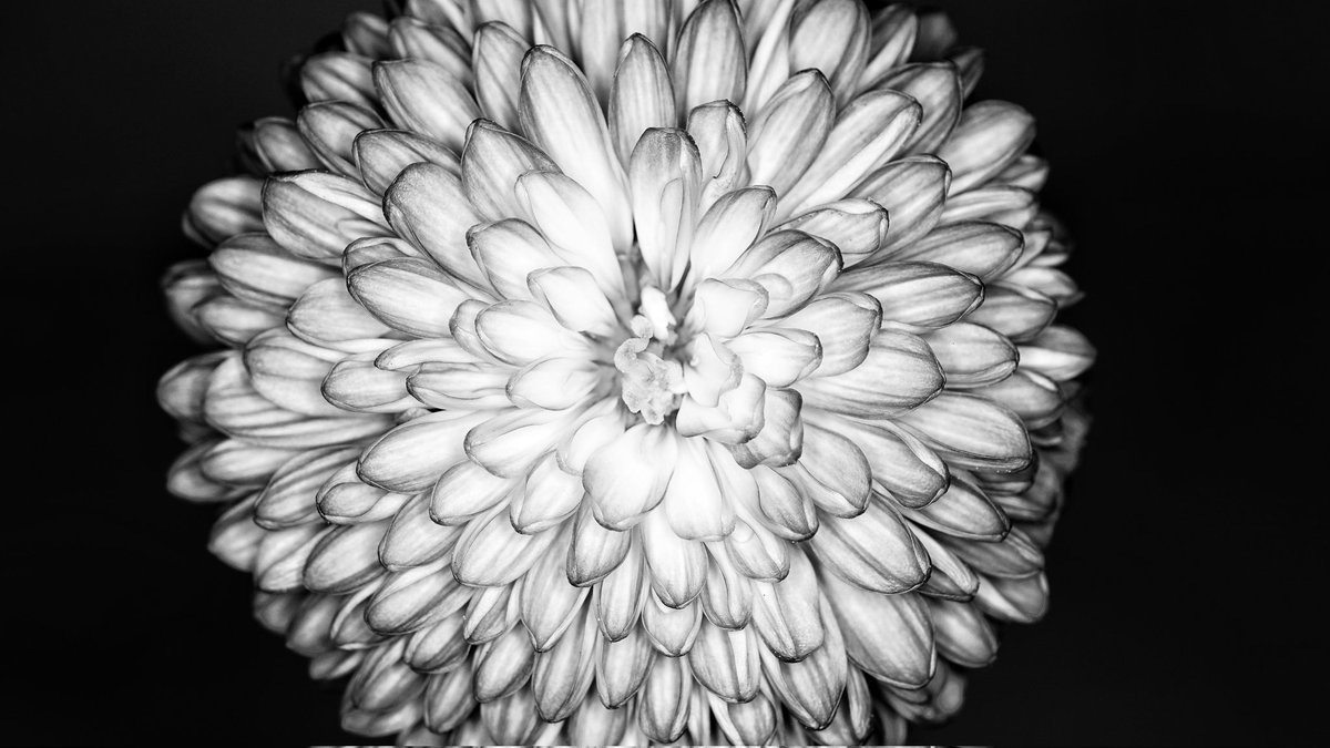 harmonylynne's tweet image. Fractals: The universal blueprint

From a flower to a galaxy. 

Same spiral.  
Same math.  
Different scale.  

Everything follows the same pattern.

#patternsrepeat