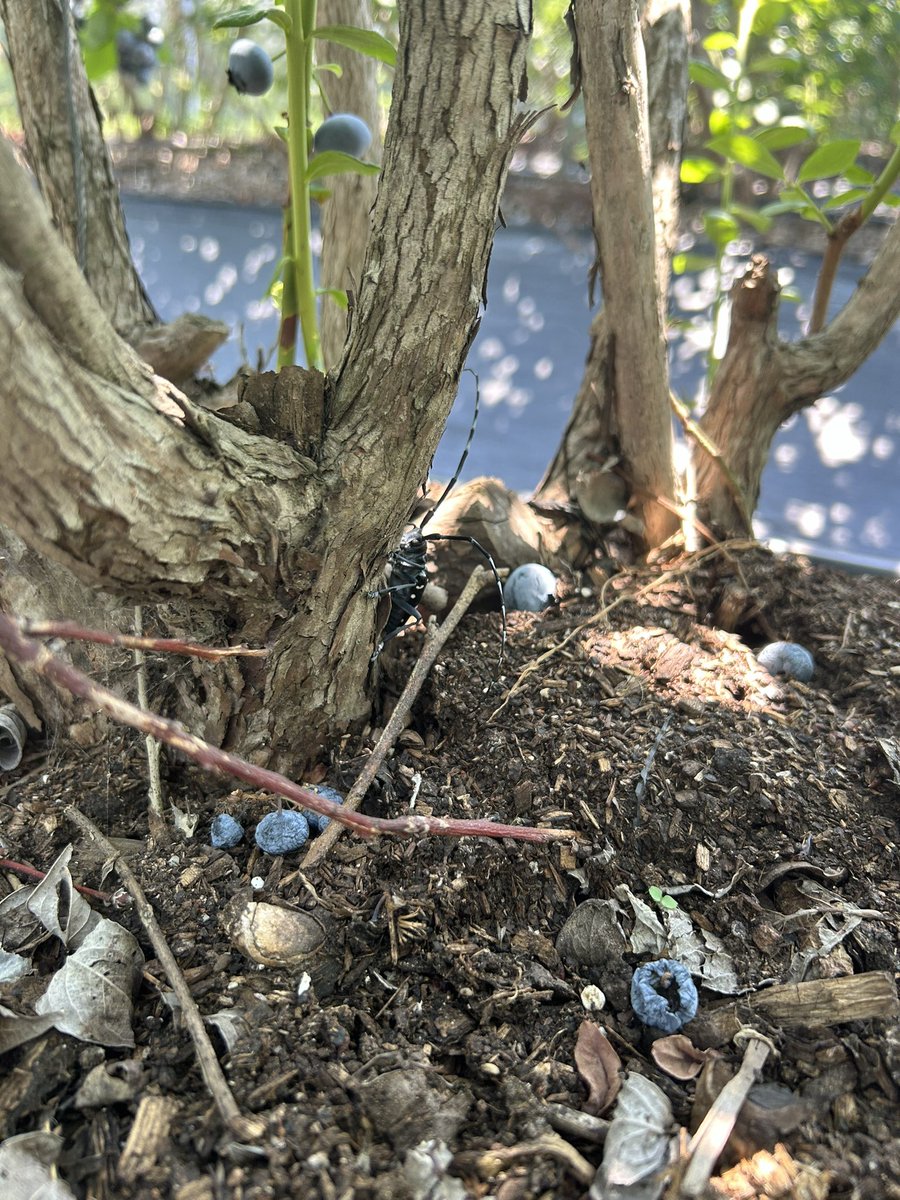 jiin hwang tweet media