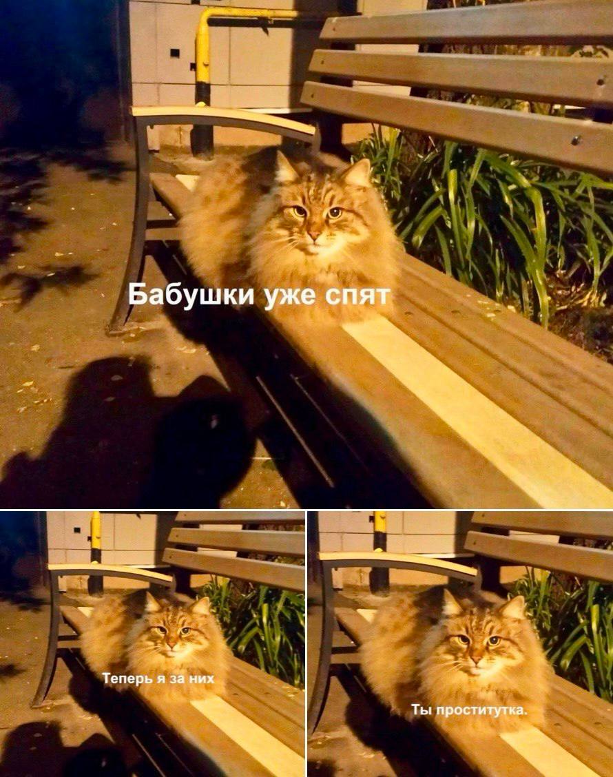 Всегда знал, что я котик 😆
