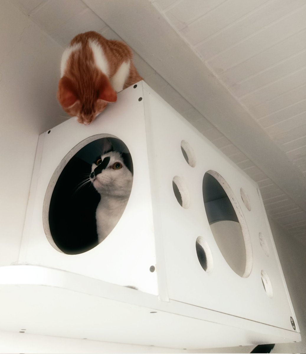 Puse a hervir agua. El agua se regó y apagó el fuego sin escucharlo porque hay mucho ruido en el edificio. Me estaba quedando dormida y Atenea y Arjé vinieron a saltar encima de la cama y de mí. Me despertaron. Básicamente pude morir sino fuera por mis michis.