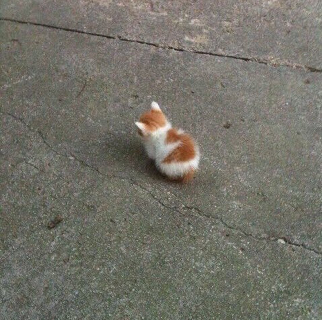 digwheemon's tweet image. #OWHEECEinManila 

literally two apples tall