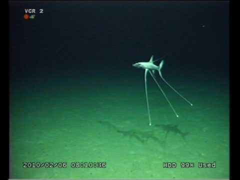 mariwosfera's tweet image. qué cuestión evolutiva te lleva a necesitar tres pies siendo un #pes