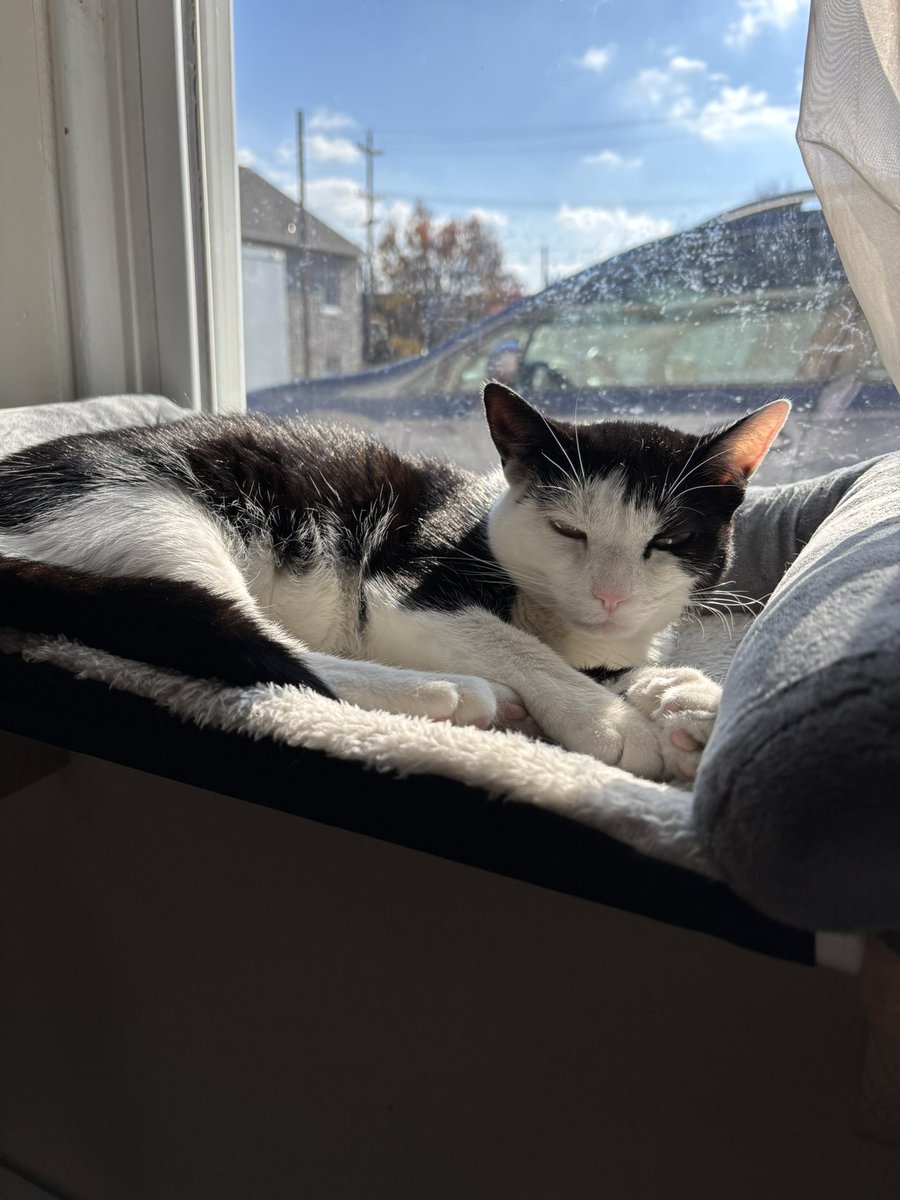 LindstheReader's tweet image. Having a lazy Saturday morning