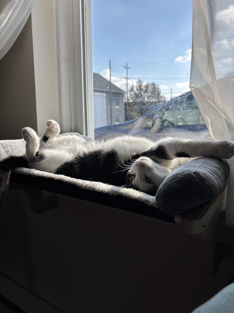 LindstheReader's tweet image. Having a lazy Saturday morning