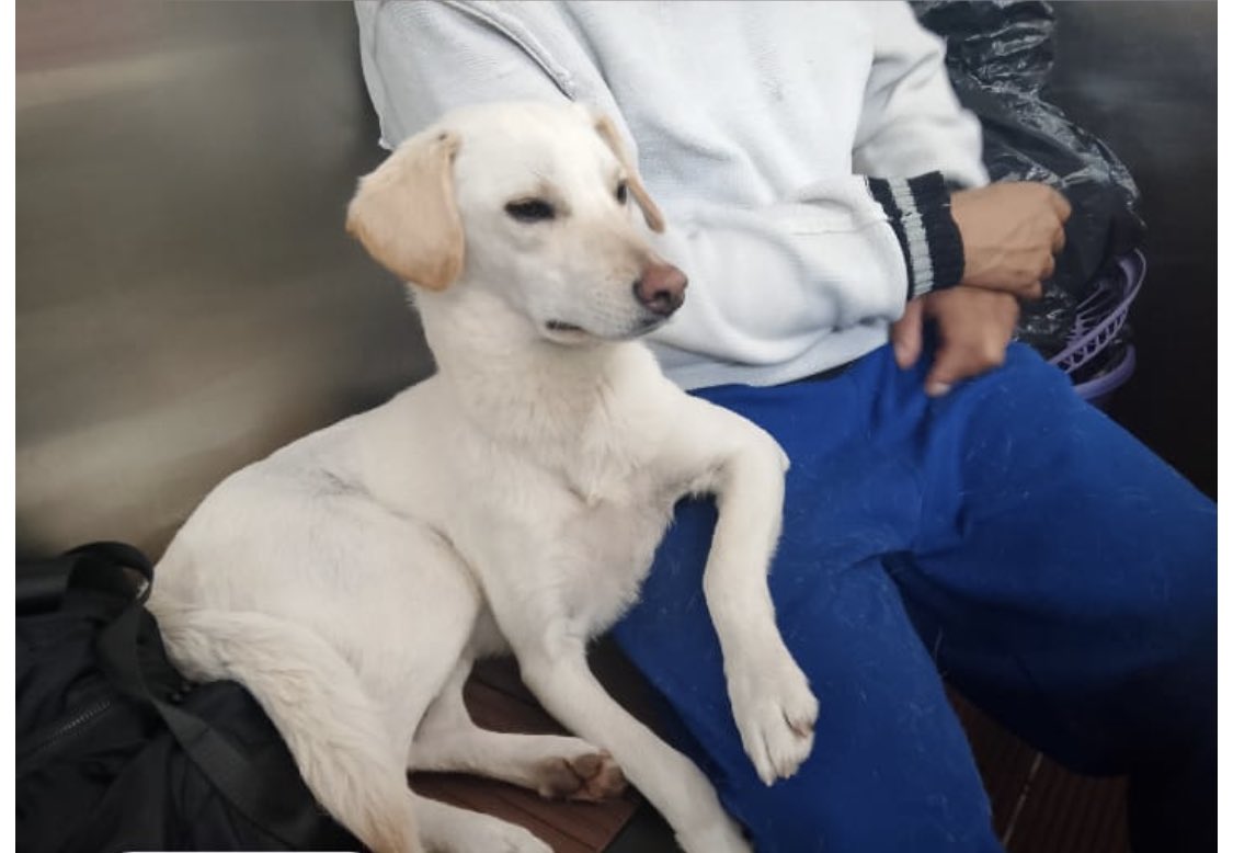 Nos faltan 34.000 para poder comprar el bulto a nala, alguien que quiera donar