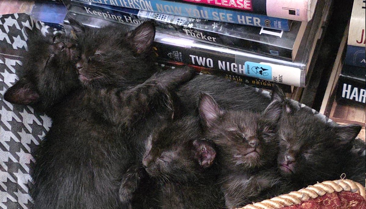 suzyemre's tweet photo. The kittens are nappingโฆ finally. ๐น I can actually hear myself think again! They look so stinking sweet now, youโd never guess they were tiny terrorists an hour ago. ๐๐ค
#FosterCatMomLife #TinyTerrorists #NapTimePeace #CutenessOverload #FinallyQuiet https://t.co/SGhVsjYi33
