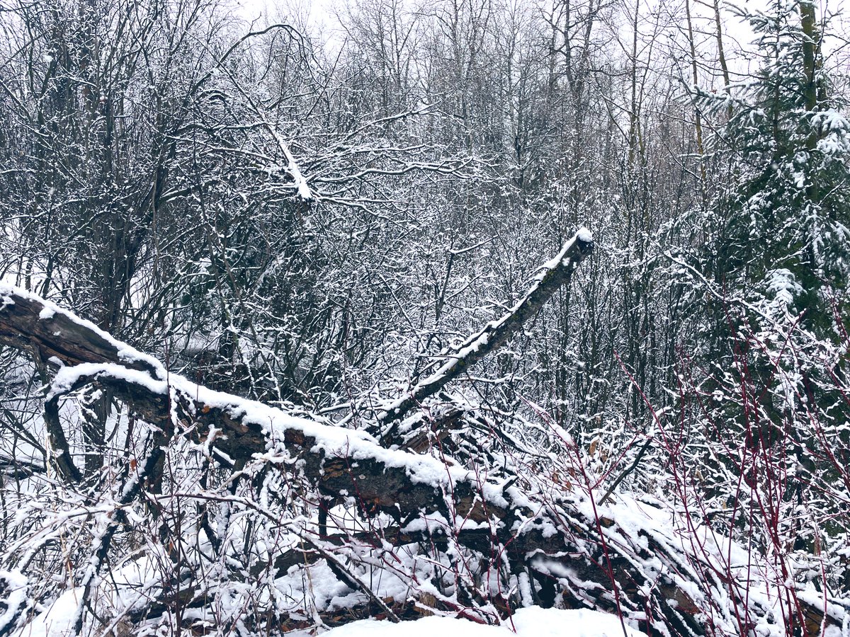 “Though winter is a brittle beast, 
she snows pure soul in flakes so deep.”