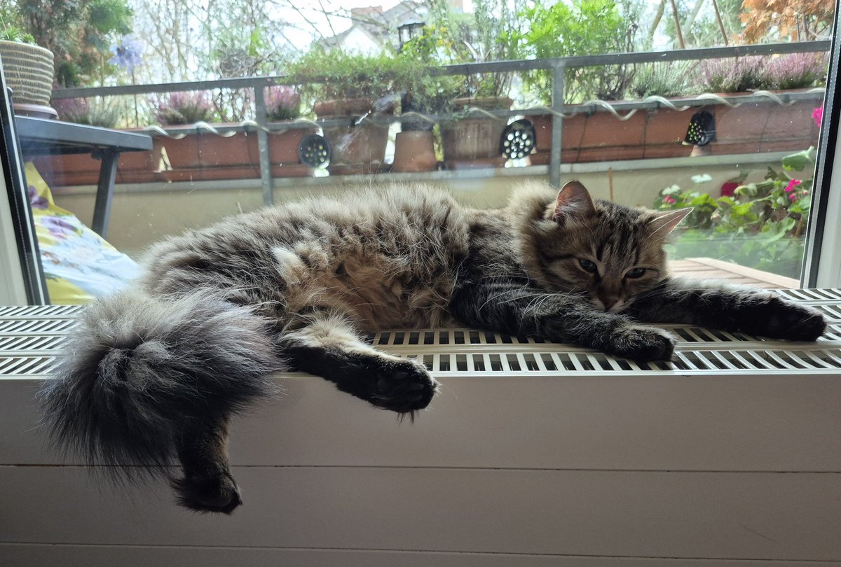 Ich präsentiere:
Die Princess 👑 Tiffy auf der Er...äh....Heizung 😺😺. Dann wird es, wenn sie gut durch ist, vielleicht Katzenbraten 🍽 geben🤔....mjam, mjam 
.
.
.
.
.
Na ja eher doch nicht 😽❤️❤️
