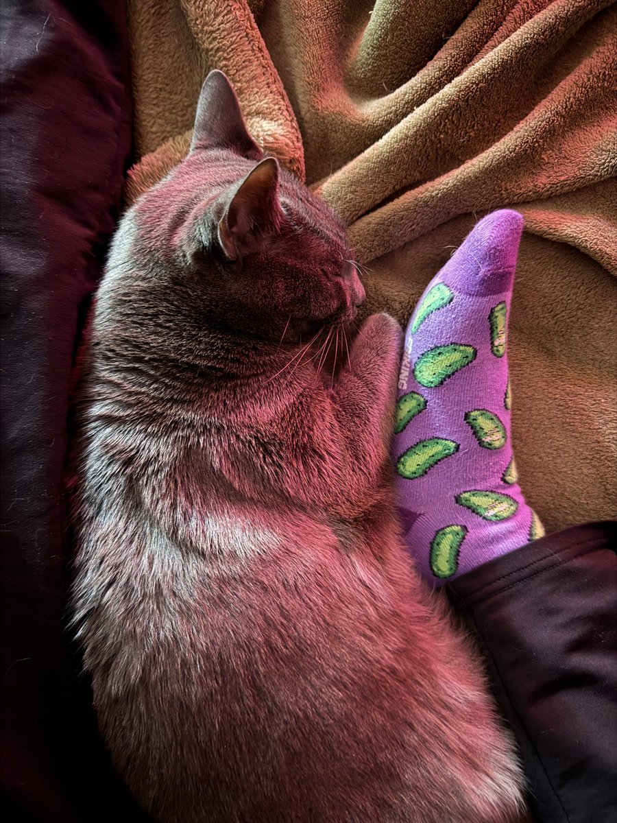 Nat__321's tweet photo. happy #caturday https://t.co/G76h4ILMPZ