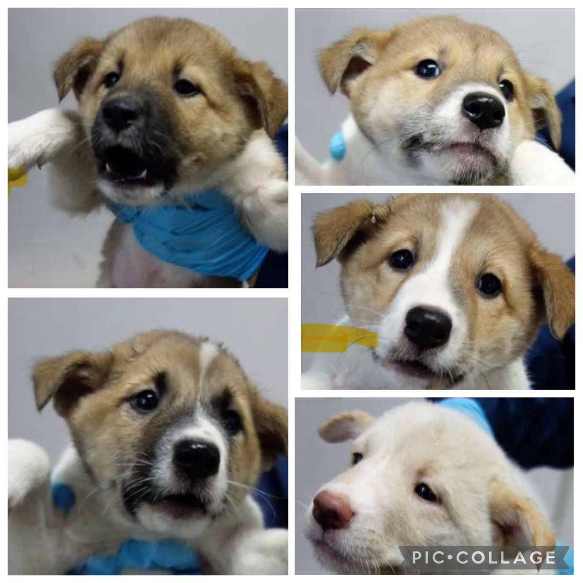 仔犬様ご確認ページ チークン (@chikun1783) / Posts / X