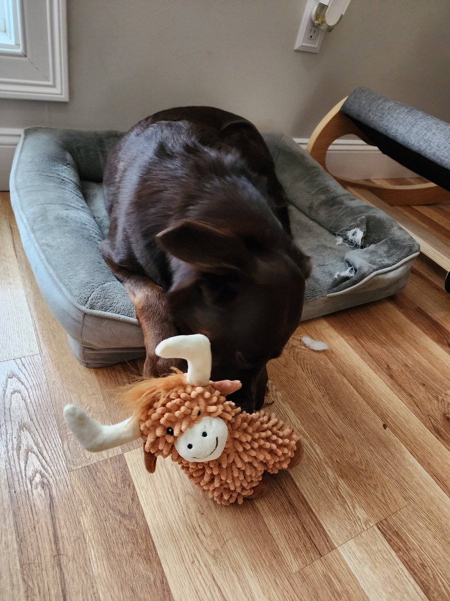 ☕️ CoCo says GM Web3 Fam ☕️

Where all my #web3 dogs at? 🐕