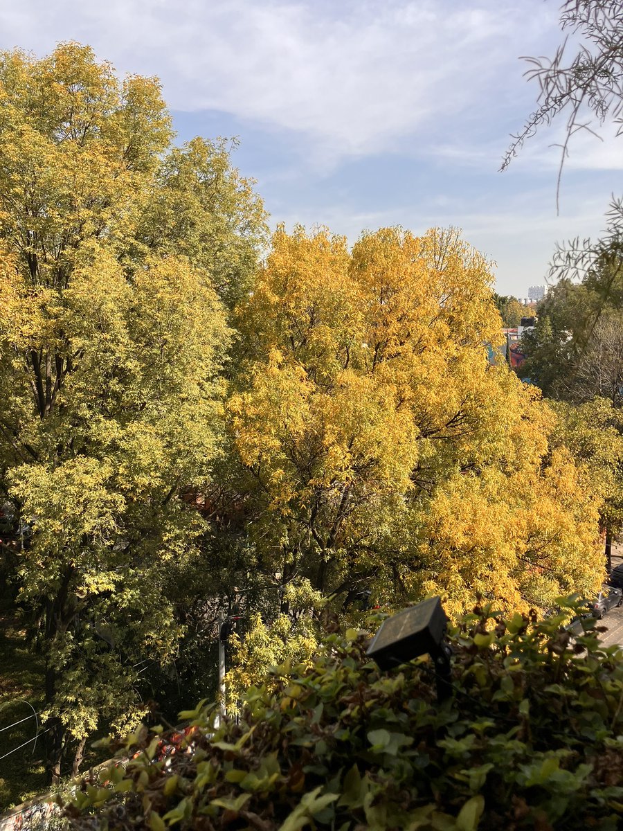 Mi cactus de navidad 🌵 en modo #MariahCarey el 1o de noviembre (por todos lados ya se ve que “winter is coming”) 😱😱