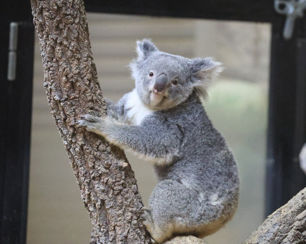 おもちちゃんで お休みなさい～🐨💤 ＃東山動植物園 ＃コアラ