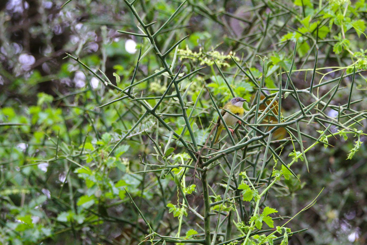ConQuestbirding's tweet photo. Yellow-breasted Apalis #birding #BirdsSeenIn2025 #birds https://t.co/S8p6T7ten8