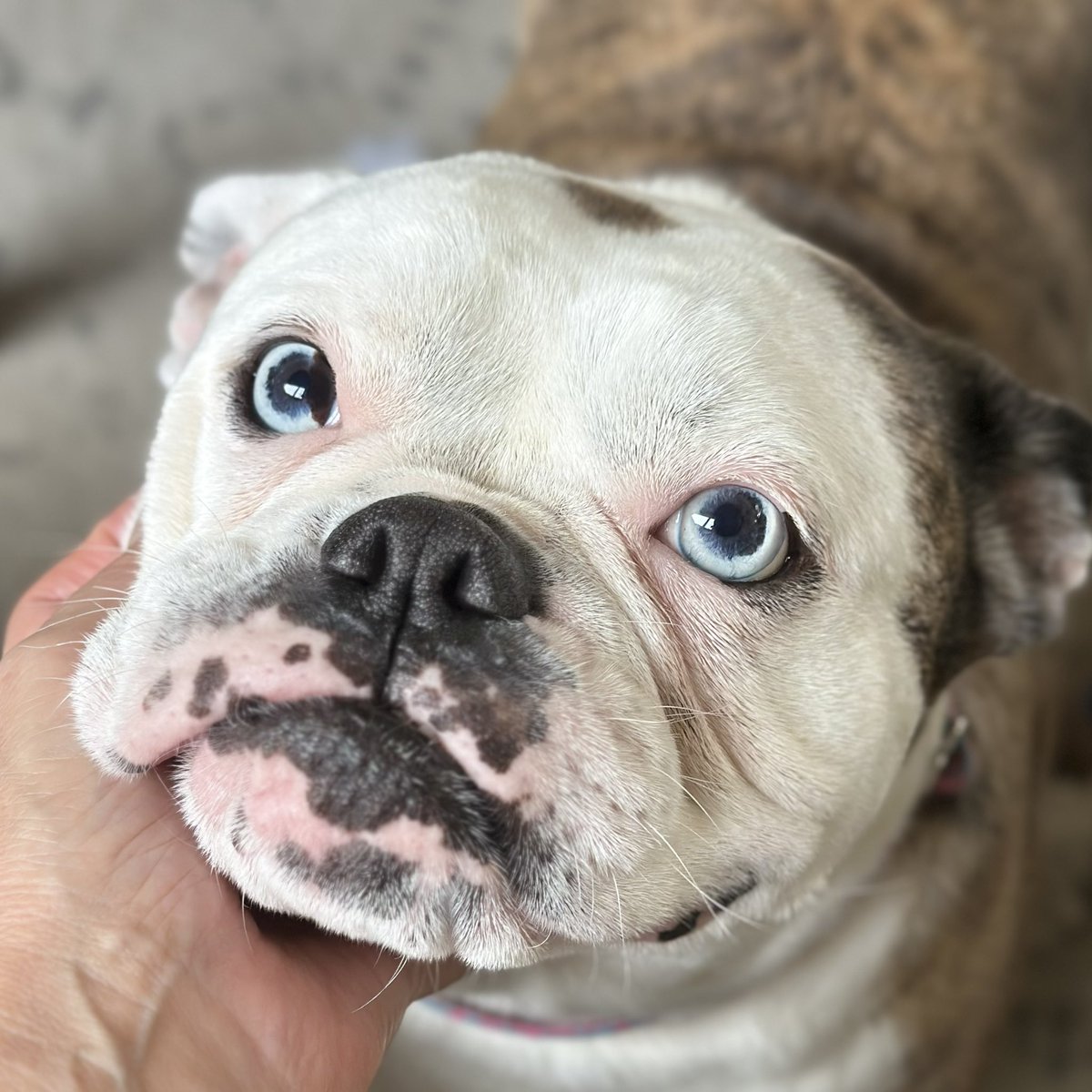 My dog has the strangest eyes.