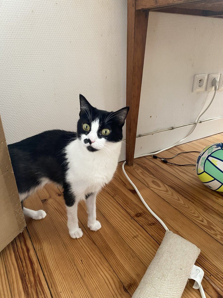 Lau_rage's tweet photo. Bonsoir, nous avons perdu notre chat Zelda à Libourne hier, secteur rue Clement Thomas. Si jamais vous l’avez aperçue… c’est une chatte craintive et assez mince. Merci à vous pour votre aide 🫶🏻 https://t.co/VFbUG152Xs