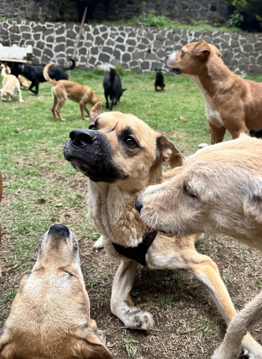 RefugiOceaniCAN's tweet image. 🛟 🆘 #SOS #AyudaUrgente 
Queridos amigos:
Hoy, nuestras pancitas necesitan de tu bondad y generosidad. Nos encontramos en una situación crítica sin croquetas para alimentarnos todos, en el día, lo que es nuestra única comida de la mayoría (bebes y viejitos comen 2  veces).…