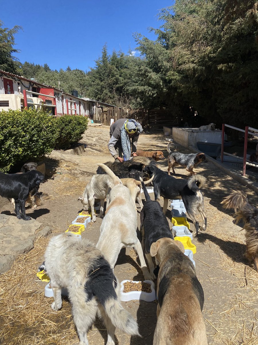 RefugiOceaniCAN's tweet image. 🛟 🆘 #SOS #AyudaUrgente 
Queridos amigos:
Hoy, nuestras pancitas necesitan de tu bondad y generosidad. Nos encontramos en una situación crítica sin croquetas para alimentarnos todos, en el día, lo que es nuestra única comida de la mayoría (bebes y viejitos comen 2  veces).…