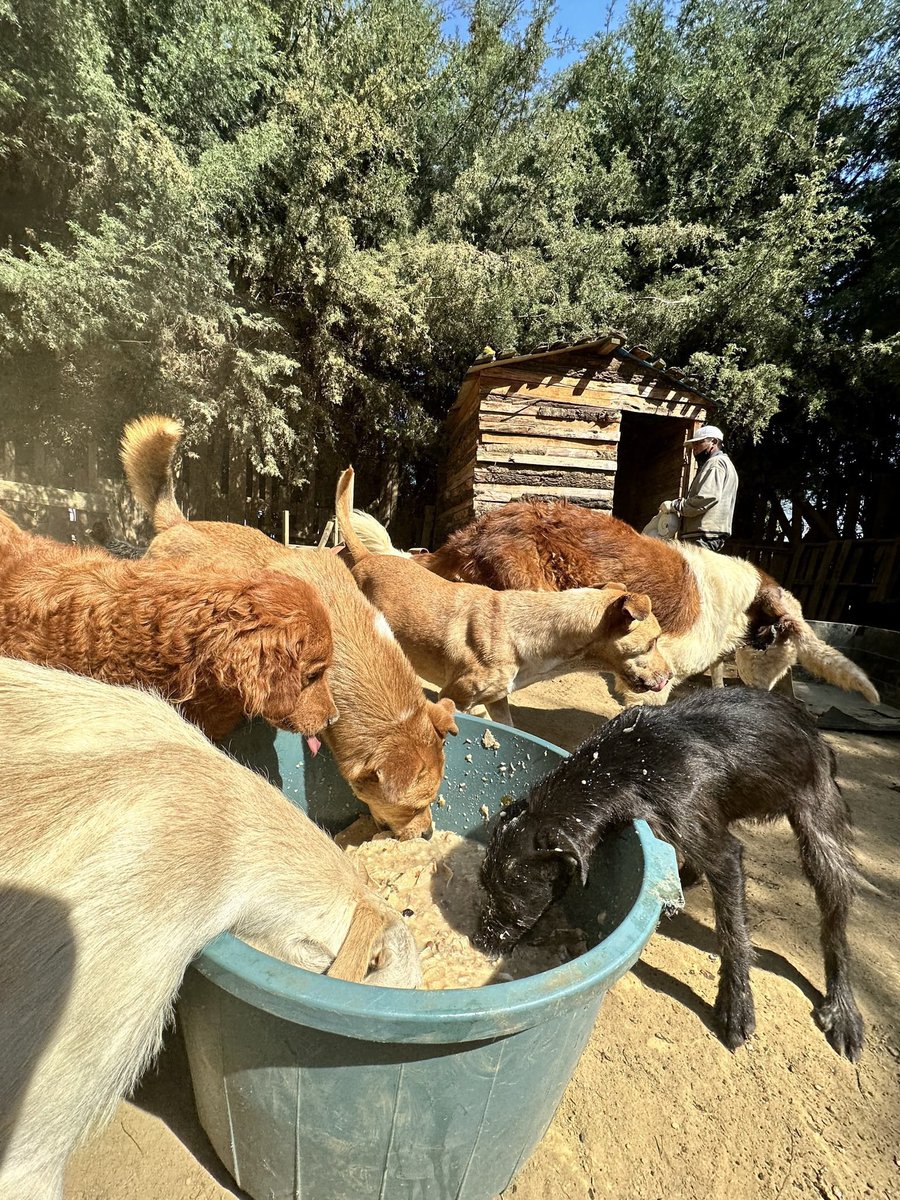 RefugiOceaniCAN's tweet image. 🛟 🆘 #SOS #AyudaUrgente 
Queridos amigos:
Hoy, nuestras pancitas necesitan de tu bondad y generosidad. Nos encontramos en una situación crítica sin croquetas para alimentarnos todos, en el día, lo que es nuestra única comida de la mayoría (bebes y viejitos comen 2  veces).…